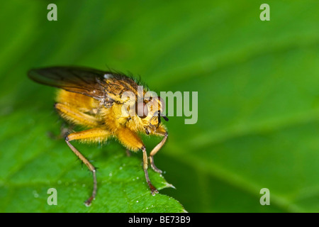 Jaune commun dung fly (Scathophaga stercoraria) Banque D'Images