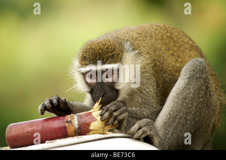 Un singe (Chlorocebus pygerythrus) manger de la canne à sucre en Ouganda. Banque D'Images