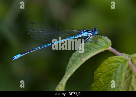 Demoiselle d'Azur (Coenagrion puella), homme Banque D'Images