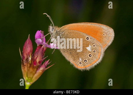 Grand Heath (Coenonympha tullia) Banque D'Images