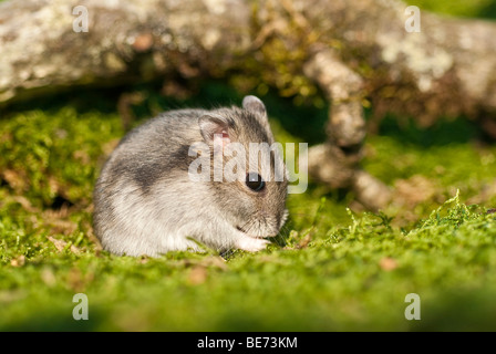 Hamster Nain russe blanc hiver Banque D'Images