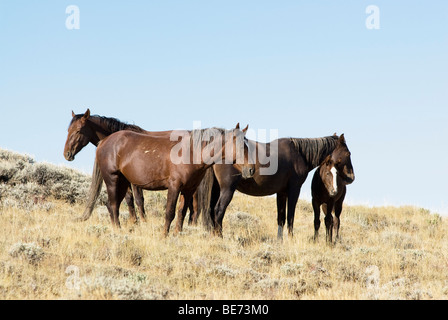 Itinérance libre sur la Montagne Blanche mustangs BLM terre près de Green River dans le Wyoming Banque D'Images