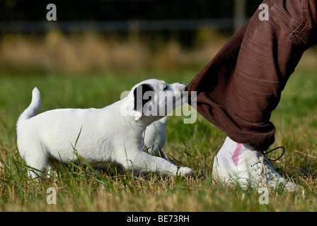 Petit Parson Jack Russell Terrier, à l'arrachement à une jambe pantalon Banque D'Images