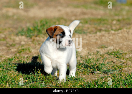 Bon petit fox terrier, chiot Banque D'Images