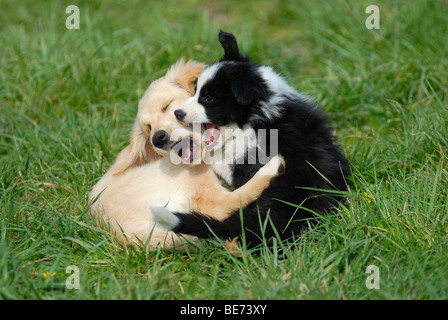 Chiot Border Collie jouant avec un chiot hybride Banque D'Images