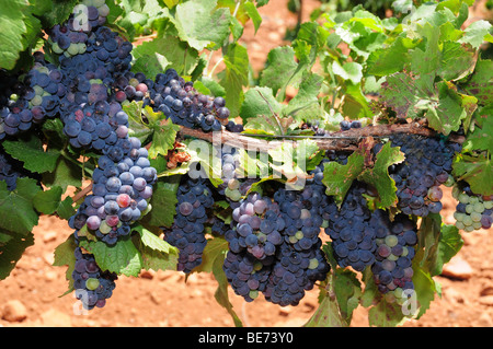 Raisin à Sonoita vignobles, un domaine viticole situé à Elgin, Arizona, USA. Banque D'Images