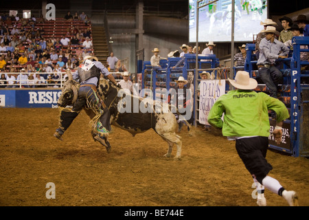 Rodeo Cowboy bull riding tandis qu'un clown ressemble au Mesquite Championship Rodeo, Mesquite, Texas, États-Unis Banque D'Images