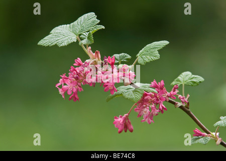 À floraison rouge groseille (Ribes sanguineum), close-up d'une branche avec des fleurs Banque D'Images