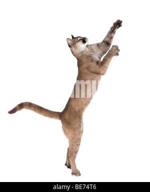 Cub Puma, Puma concolor, 1 ans, sautant against white background, studio shot Banque D'Images