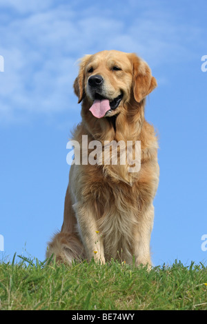 Golden Retriever, homme, 3.5 ans, assis sur un pré Banque D'Images