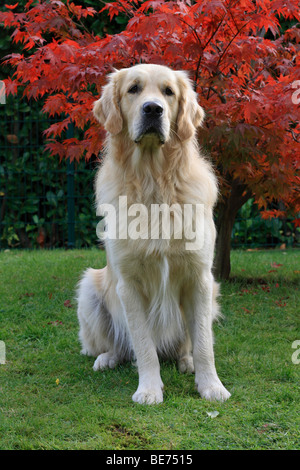 Golden Retriever, homme, assis sur une pelouse Banque D'Images