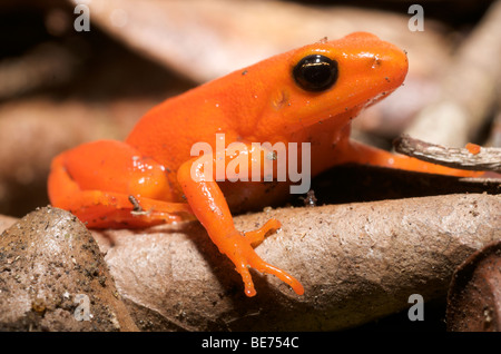 La grenouille mantella dorée, un amphibien en danger critique unique à Madagascar. Banque D'Images