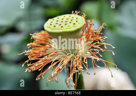 Fleur de Lotus (Nelumbo nucifera) capsule de graines Banque D'Images