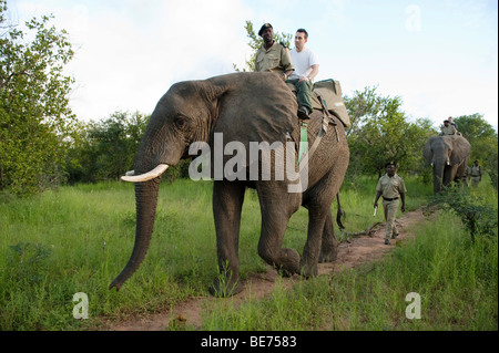 Safari à dos d'éléphant, Réserve Kapama Game, Parc National Kruger, Afrique du Sud Banque D'Images