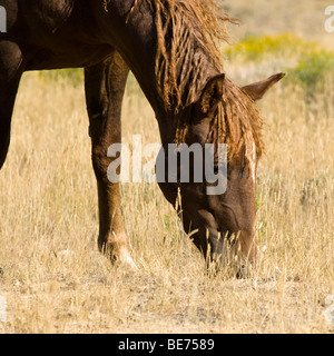 Itinérance libre sur la Montagne Blanche mustangs BLM terre près de Green River dans le Wyoming Banque D'Images