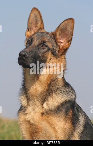 Berger Allemand 6 mois, portrait Banque D'Images