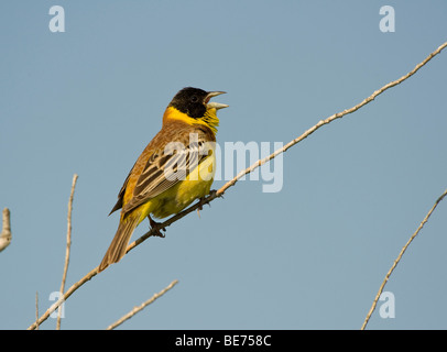 À tête noire (Emberiza melanocephala) Banque D'Images