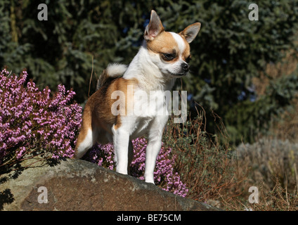 Chihuahua à poil court, homme, debout sur un rocher à côté d'Erica Heather Banque D'Images