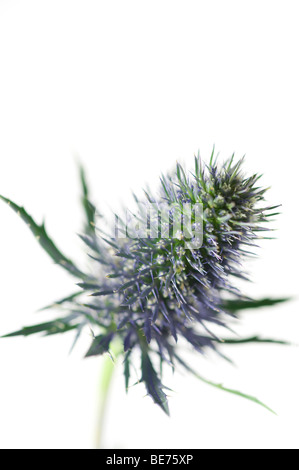 Holly mer type thistle flower close up Banque D'Images