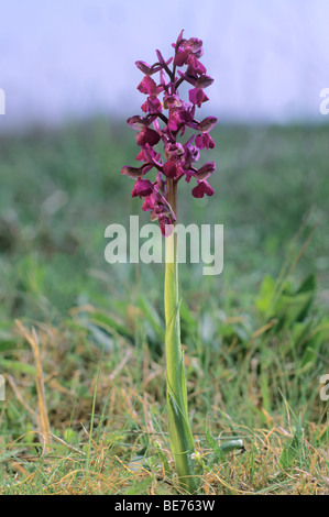 Green-winged Orchid (Orchis morio) Banque D'Images