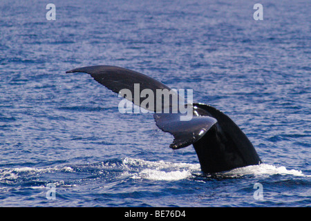 Plongée baleine à bosse au large de la côte de Maui Banque D'Images