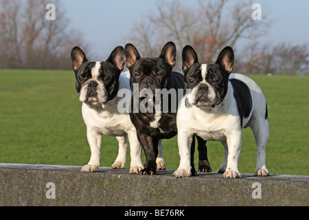 3 Bouledogues français, homme, debout à côté de l'autre sur un mur Banque D'Images