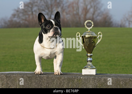 Bouledogue français, homme, debout sur un mur à côté d'un trophée Banque D'Images