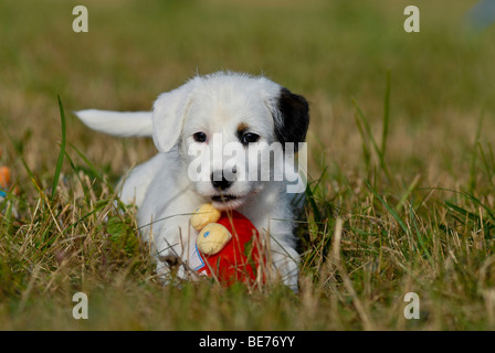 Petit Parson Jack Russell Terrier avec des jouets Banque D'Images