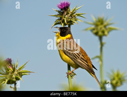 À tête noire (Emberiza melanocephala) Banque D'Images