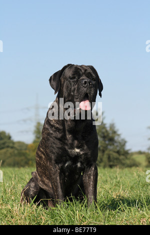 Cane Corso, Italien Corso, assis sur une pelouse Banque D'Images