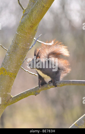 L'écureuil roux (Sciurus vulgaris) dans le jardin sur un noyer Banque D'Images