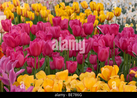 Les tulipes (Tulipa), Keukenhof, Pays-Bas, Europe Banque D'Images