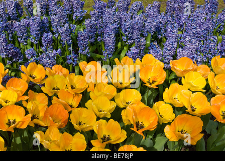 Les tulipes (Tulipa) et Muscaris (Muscari armeniacum), Keukenhof, Pays-Bas, Europe Banque D'Images