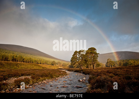 Un arc-en-ciel au lever du soleil sur les vestiges de l'ancienne forêt de pins Calédoniens à la tête de Glen, l'Ecosse, Cairngorms Quoich Banque D'Images