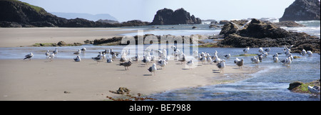 Troupeau de mouettes sur la plage, marée basse, côte de l'Oregon Banque D'Images