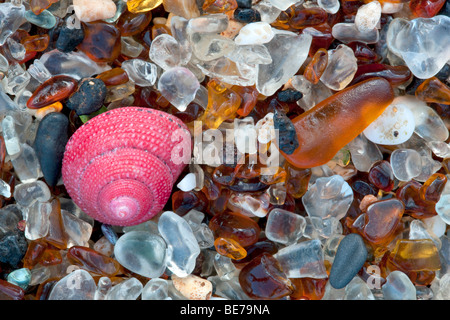 Seashell at Glass Beach. Kauai, Hawaii. Banque D'Images