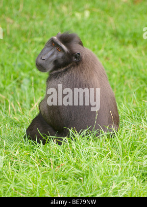 Sulawesi Crested Macaque, Macaca nigra noir, espèce en voie de disparition. Banque D'Images