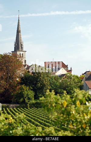 Rangées de vignes dans le village de Meursault, Bourgogne, France Banque D'Images