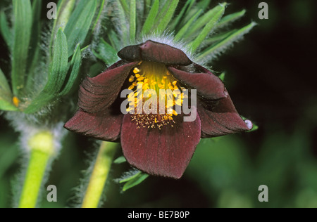 Petite anémone pulsatille (Pulsatilla pratensis), seule fleur Banque D'Images