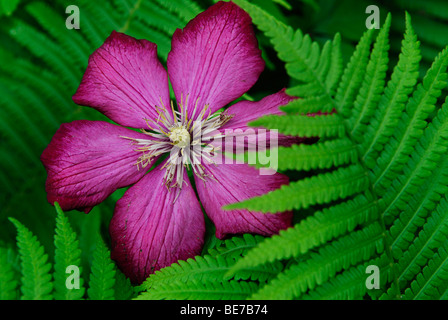 Clematis fleurs (Clematis) avec Vénus (Dryopteris) Banque D'Images