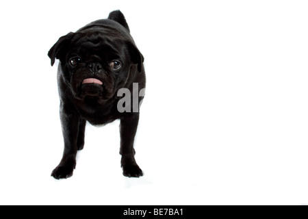 Marre à Carlin Banque D'Images