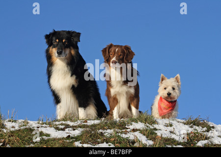 Berger Australien, berger australien Miniature et 12-year-old West Highland White Terrier, Westie, assis côte à côte sur Banque D'Images