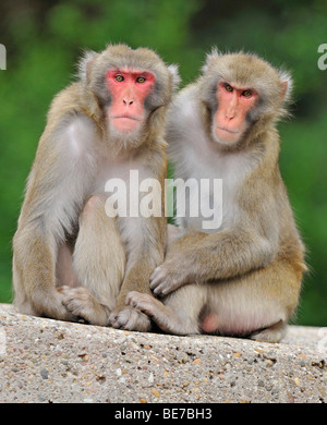 Le Macaque japonais (Macaca fuscata) Banque D'Images