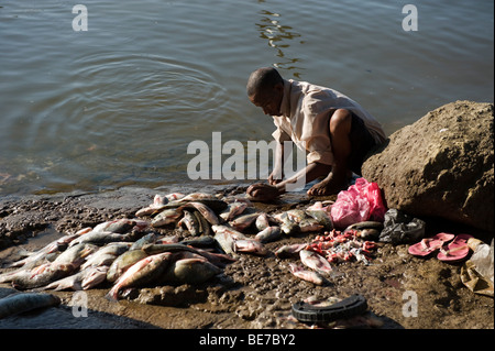 Homme de nettoyer le poisson, le marché aux poissons, le lac Awassa, Ethiopie Banque D'Images