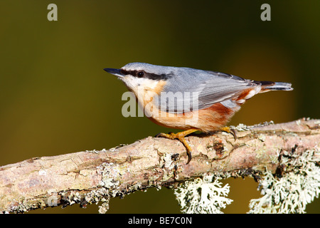 Sittelle Torchepot (Sitta europaea) perché sur une branche couverte de lichen Banque D'Images