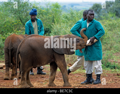 Young elephant (Loxodonta africana) et de gardiens, Sheldrick's orphelinat des éléphants, un orphelinat pour éléphants, Nairobi, parc de jeux Banque D'Images