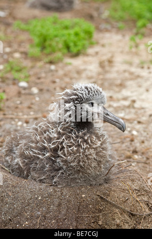 Albatros de Laysan poussin dans nid, l'atoll de Midway Banque D'Images