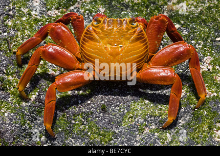 Sally Lightfoot Crab (Grapsus) sur des algues couvertes de roche dans la zone intertidale Banque D'Images