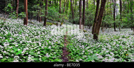 Blossoming Ramson Allium ursinum (champ) dans une forêt, l'Allemagne, de l'Europe Banque D'Images