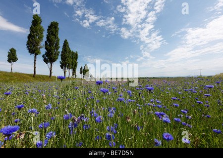 Prairie avec des fleurs de bleuet (Centaurea cyanus), Marchfeld, Basse Autriche, Autriche, Europe Banque D'Images